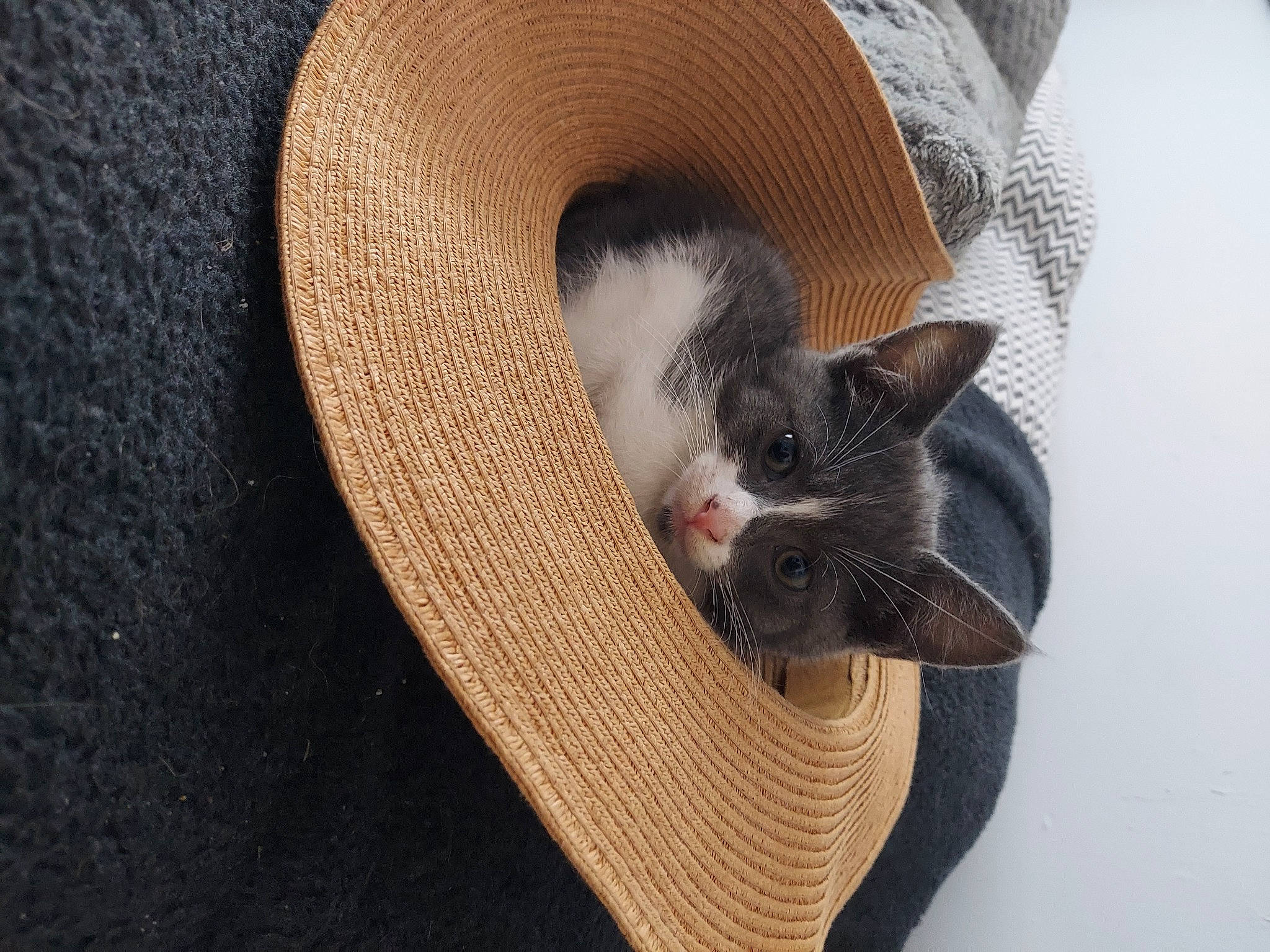 Midnight is registered to the contest to win money with this photo: carnivore, cat, cat_bed, cat_supply, comfort, costume_hat, domestic_short_haired_cat, fawn, fedora, felidae, fur, grey, hat, small_to_medium_sized_cats, snout, sombrero, sun_hat, tail, whiskers, wood