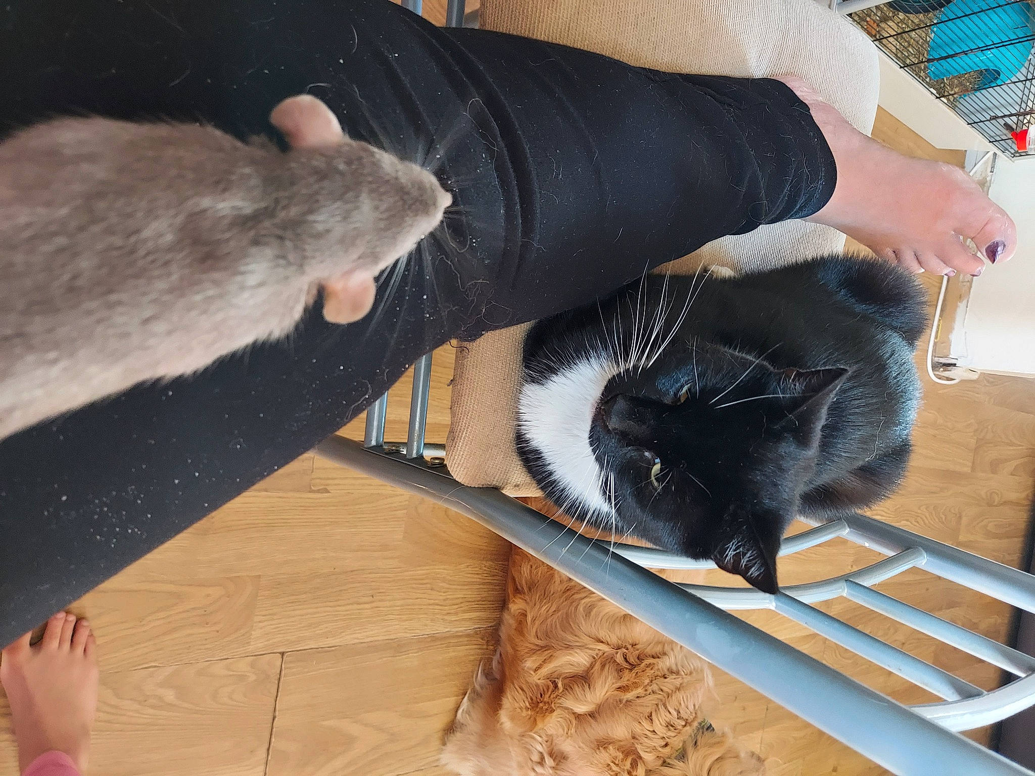 Azuk is registered to the contest to win money with this photo: carnivore, claw, comfort, dog_breed, fawn, felidae, finger, foot, fur, human_leg, nail, safety_glove, service, small_to_medium_sized_cats, snout, tail, toe, whiskers, wood, wrist