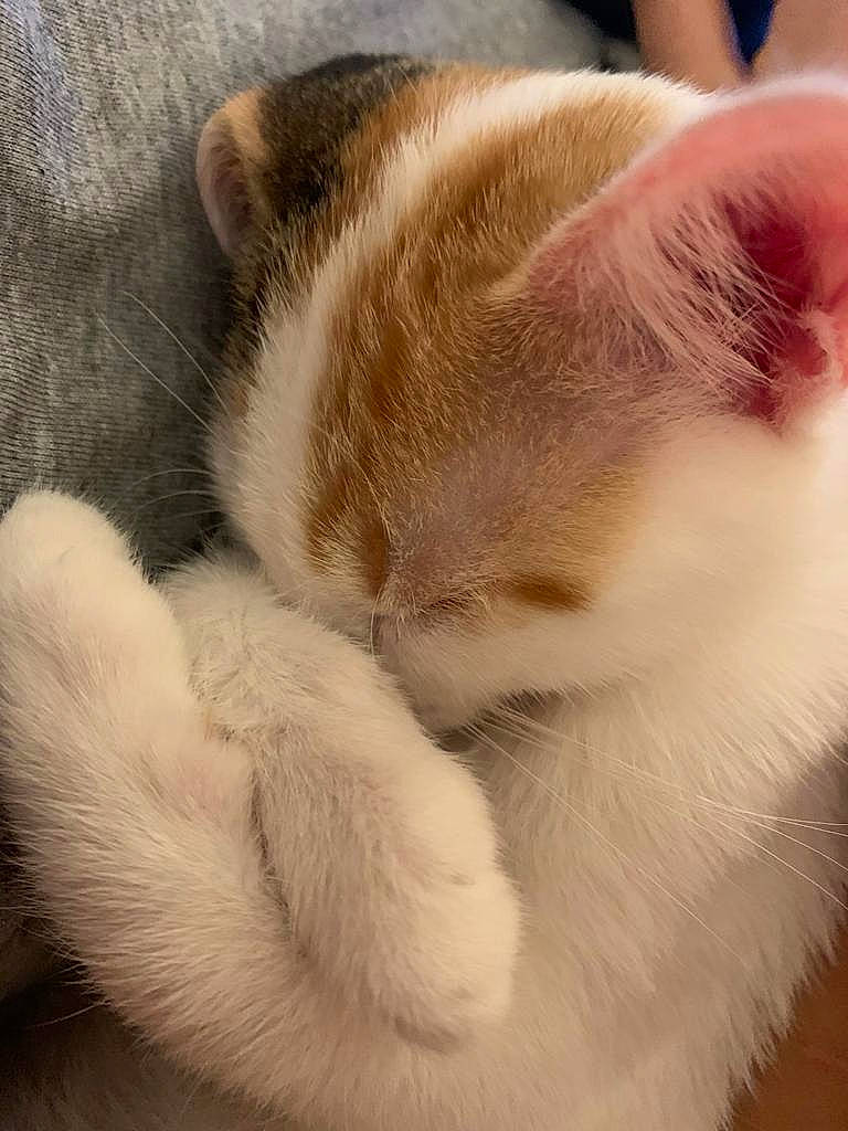 Miel a rejoint le concours — aidez-le/la à gagner de superbes lots ! carnivore, cat, claw, close_up, comfort, domestic_short_haired_cat, eye, fawn, felidae, foot, fur, nap, paw, sleep, small_to_medium_sized_cats, snout, tail, terrestrial_animal, whiskers