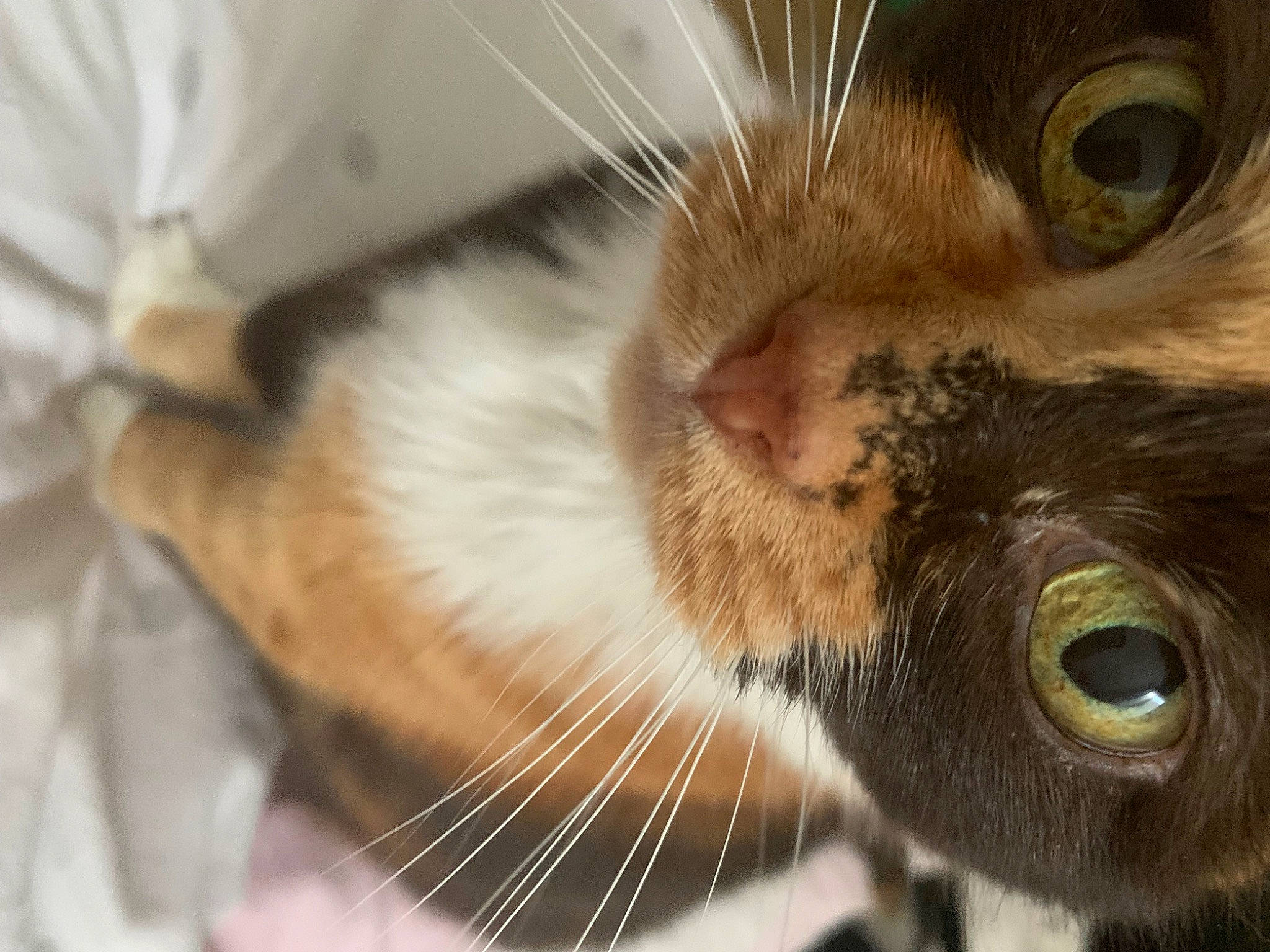 Isis participe au concours pour gagner de l'argent avec cette photo : brown, carnivore, cat, curious, domestic_short_haired_cat, ear, eye, eyelash, fawn, felidae, fur, iris, nose, paw, small_to_medium_sized_cats, snout, thai, whiskers