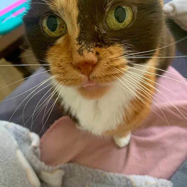 Isis participe au concours pour gagner de l'argent avec cette photo : carnivore, cat, claw, comfort, domestic_short_haired_cat, ear, eye, eyelash, fawn, felidae, fur, happy, iris, paw, pet_supply, small_to_medium_sized_cats, snout, whiskers, window