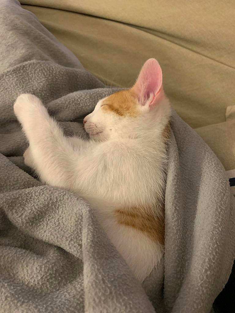 Pops a rejoint le concours — aidez-le/la à gagner de superbes lots ! carnivore, cat, comfort, domestic_short_haired_cat, fawn, felidae, flesh, foot, fur, gesture, human_body, human_leg, leg, linens, nail, paw, small_to_medium_sized_cats, snout, textile, whiskers