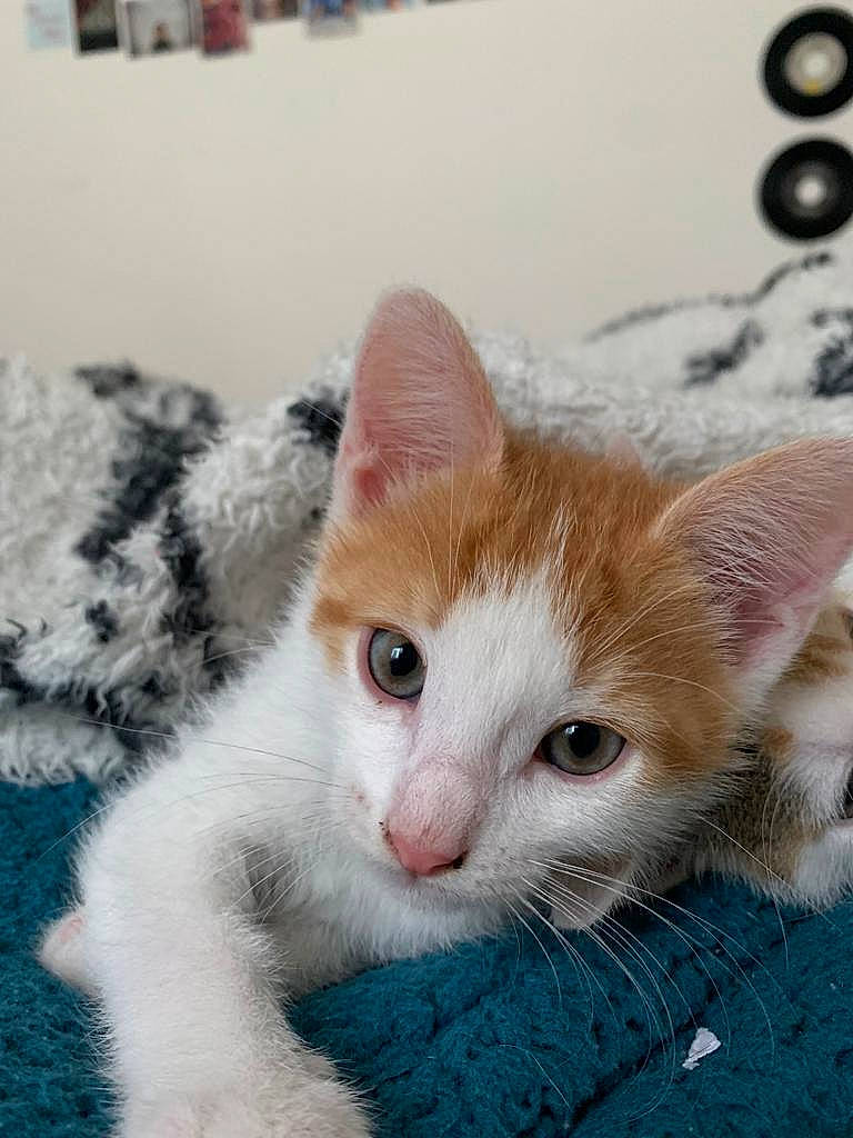 Pops a rejoint le concours — aidez-le/la à gagner de superbes lots ! carnivore, cat, claw, domestic_short_haired_cat, ear, fawn, felidae, fur, paw, photo_caption, small_to_medium_sized_cats, snout, tail, whiskers