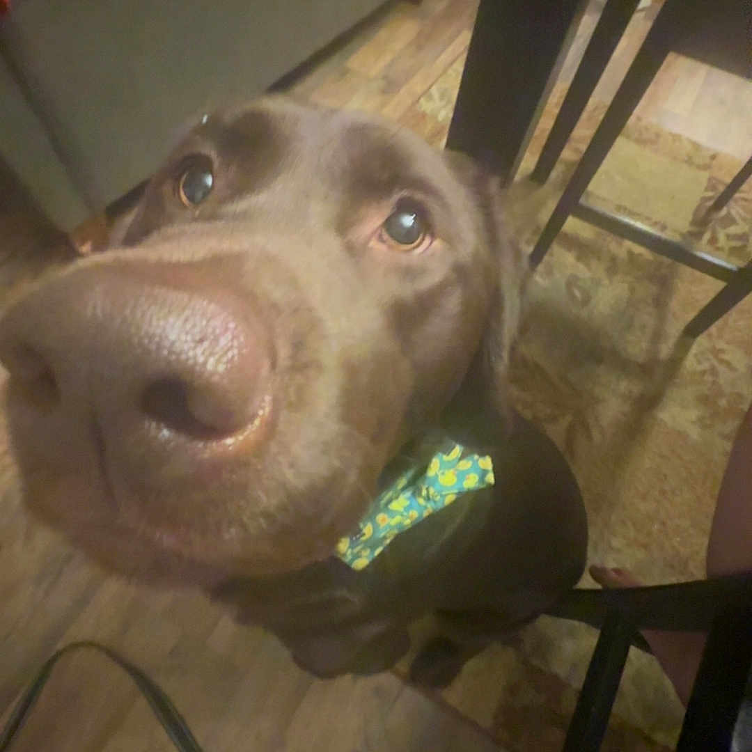 Gluco joined the competition — help win amazing prizes! animal, brown_dog, canine, chair, close_up, collar, companion, curious, dog, domestic, eyes, floor, furniture, indoor, labrador, looking_up, nose, pet, table, wooden_floor