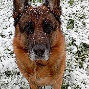 Mesrine a rejoint le concours — aidez-le/la à gagner de superbes lots ! dog, german_shepherd, snow, outdoor, animal, pet, fur, ears, face, grass, winter, cold, nature, canine, muzzle, brown, black, snowflakes, closeup, portrait