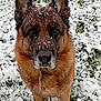 dog, german_shepherd, snow, outdoor, animal, pet, fur, ears, face, grass, winter, cold, nature, canine, muzzle, brown, black, snowflakes, closeup, portrait
