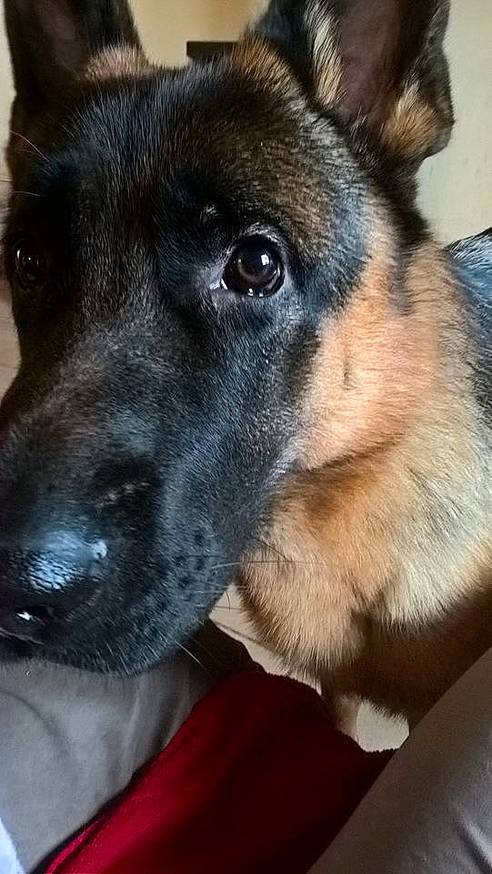 Mesrine participe au concours pour gagner de l'argent avec cette photo : belgian_shepherd_malinois, canidae, carnivore, dog, dog_breed, ear, eye, german_shepherd_dog, mammal, norwegian_elkhound, nose, puppy, rare_breed_dog, snout, vertebrate, working_dog