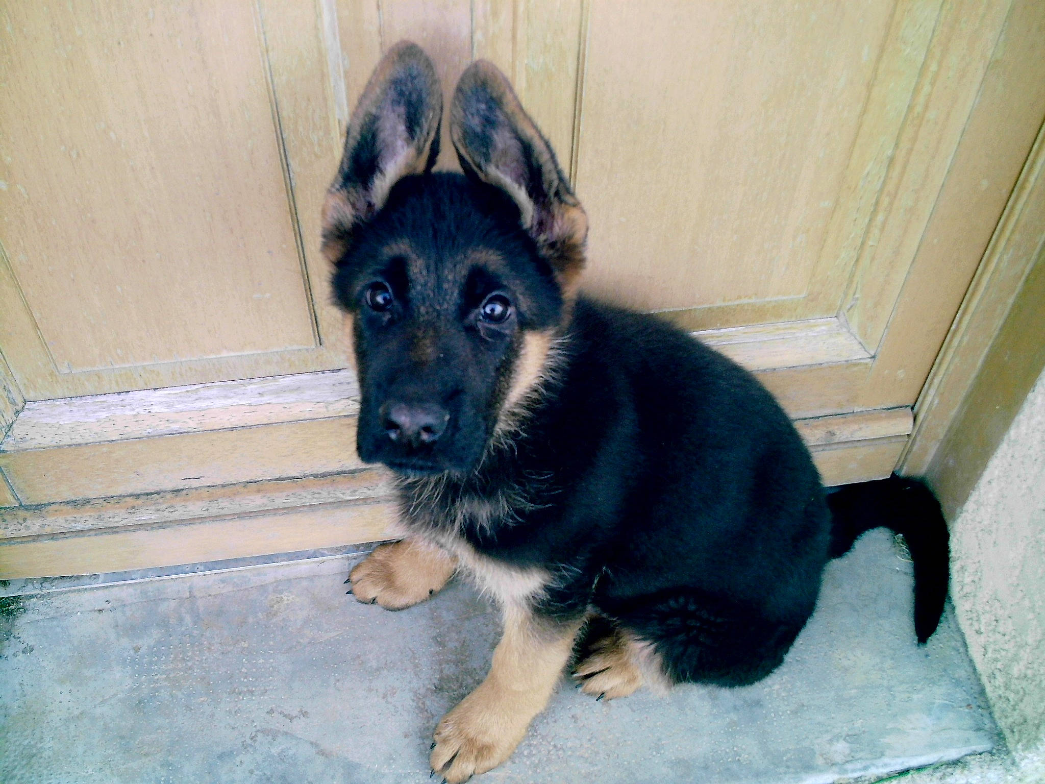 Mesrine a rejoint le concours — aidez-le/la à gagner de superbes lots ! canidae, carnivore, dog, dog_breed, east_european_shepherd, german_shepherd_dog, king_shepherd, mammal, old_german_shepherd_dog, puppy, snout, vertebrate