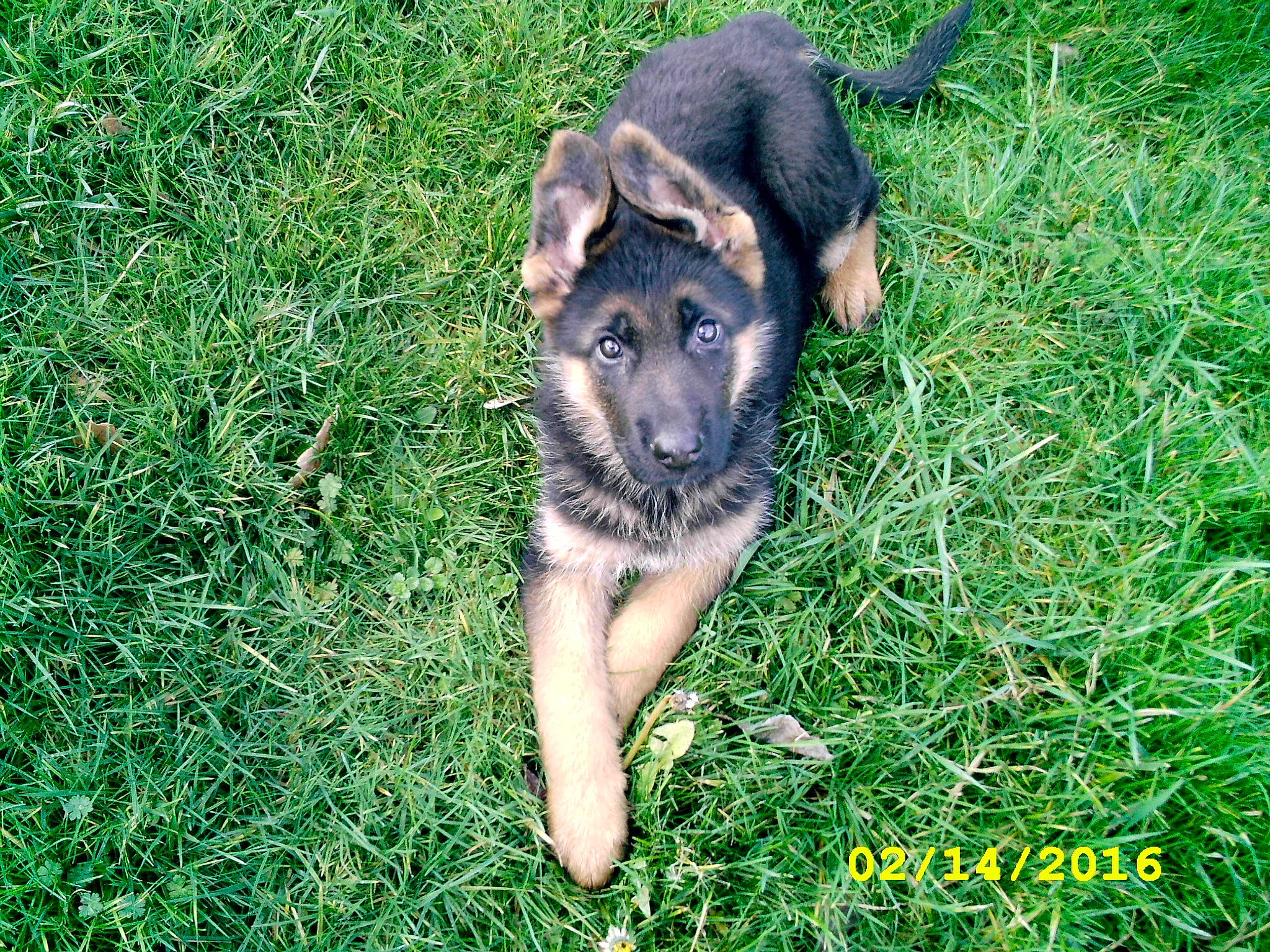 Mesrine a rejoint le concours — aidez-le/la à gagner de superbes lots ! canidae, carnivore, dog, dog_breed, east_european_shepherd, german_shepherd_dog, grass, herding_dog, king_shepherd, mammal, old_german_shepherd_dog, puppy, rare_breed_dog, shiloh_shepherd_dog, vertebrate, wolfdog