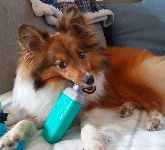 Oakley joined the competition — help win amazing prizes! canidae, carnivore, collie, companion_dog, dog, dog_breed, dog_toy, mammal, puppy, rough_collie, scotch_collie, shetland_sheepdog, sporting_group