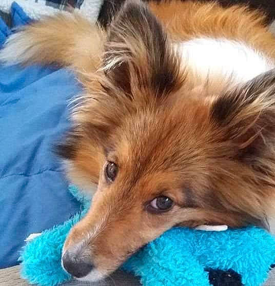 Oakley joined the competition — help win amazing prizes! canidae, carnivore, collie, companion_dog, dog, dog_breed, ear, fur, german_spitz_mittel, mammal, nose, papillon, pomeranian, puppy, rare_breed_dog, shetland_sheepdog, skin, snout, sporting_group, vertebrate