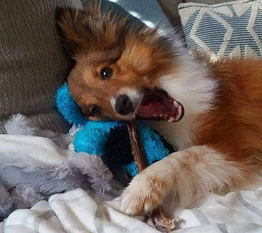 Oakley is registered to the contest to win money with this photo: canidae, carnivore, companion_dog, dog, dog_breed, dog_toy, fur, german_spitz, german_spitz_mittel, non_sporting_group, papillon, pomeranian, puppy, puppy_love, shetland_sheepdog, spaniel, spitz, sporting_group, toy_dog, volpino_italiano