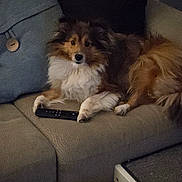 Oakley is registered to the contest to win money with this photo: animal, brown, canine, companion, couch, cozy, cute, dog, domestic, fur, furniture, home, indoor, living_room, pet, pillow, relaxing, remote_control, resting, white