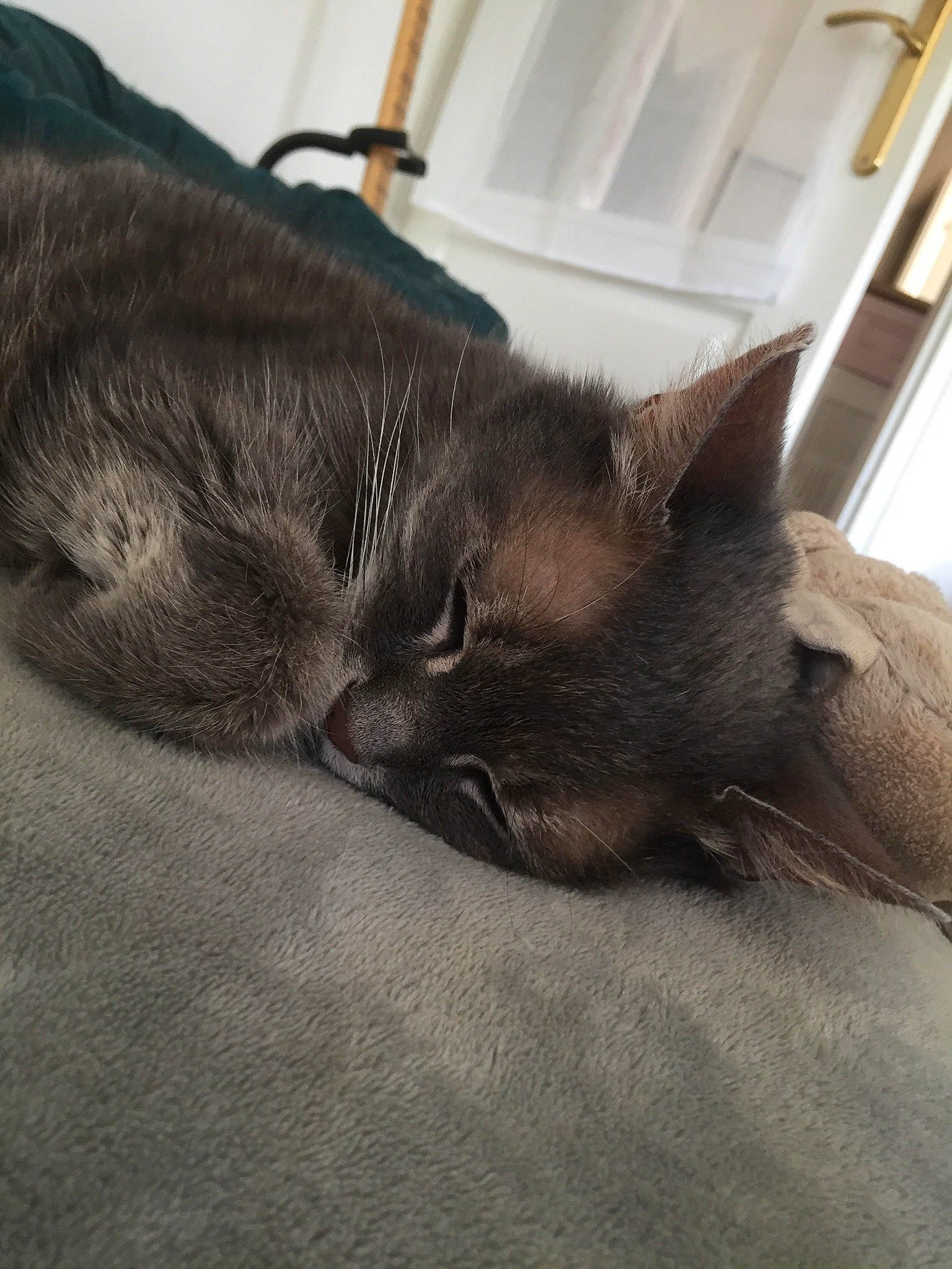 Janis a rejoint le concours — aidez-le/la à gagner de superbes lots ! black_cat, carnivore, cat, claw, comfort, domestic_short_haired_cat, ear, felidae, fur, grey, hardwood, nap, paw, sleep, small_to_medium_sized_cats, snout, tail, whiskers