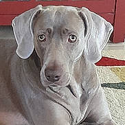 Casey joined the competition — help win amazing prizes! dog, gray_dog, pet, indoor, carpet, red_cabinet, close_up, animal, canine, fur, ears, face, eyes, nose, floor, home, domestic, resting, calm, portrait