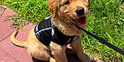 Midas is registered to the contest to win money with this photo: puppy, dog, golden_retriever, leash, harness, grass, sidewalk, brick_wall, shadow, tongue_out, sitting, sunny, outdoor, happy, cute, fur, paw, face, nose, playful
