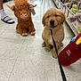 Midas joined the competition — help win amazing prizes! puppy, golden_retriever, dog, plush_toy, stuffed_animal, store_aisle, retail_shelves, tile_floor, leash, shopping_cart, person_legs, sandal_with_sock, stuffed_bull, hotdog_plush, price_tag, pet_store, cute, sitting, toy_section, floor_tile