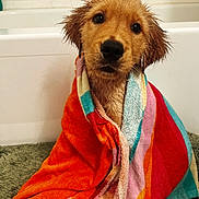 Midas is registered to the contest to win money with this photo: dog, puppy, golden_retriever, wet, towel, bath, bathroom, bathtub, tiles, rug, brown_fur, black_nose, big_eyes, pet, cute, portrait, looking_at_camera, towel_wrapped, soaked, indoor