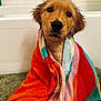 dog, puppy, golden_retriever, wet, towel, bath, bathroom, bathtub, tiles, rug, brown_fur, black_nose, big_eyes, pet, cute, portrait, looking_at_camera, towel_wrapped, soaked, indoor