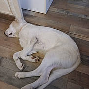 Balto participe au concours pour gagner de l'argent avec cette photo : dog, white_dog, sleeping, lying_down, relaxed, indoor, wooden_floor, flooring, hallway, door, home, pet, animal, fur, paws, legs, long_body, resting, side_view, nap