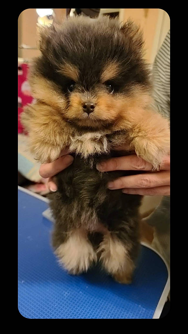 Loki is registered to the contest to win money with this photo: canidae, carnivore, companion_dog, dog_breed, fawn, fur, german_spitz_klein, liver, non_sporting_group, small_terrier, snout, tail, toy_dog, working_animal