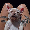 Gucci is registered to the contest to win money with this photo: puppy, dog, french_bulldog, sleeping, cute, animal, pet, portrait, closeup, white_fur, wrinkles, ears, nose, closed_eyes, lap, human, tattoos, indoor, sitting, relaxed