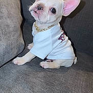 Gucci is registered to the contest to win money with this photo: dog, french_bulldog, puppy, cream_colored, sitting, couch, white_shirt, gold_chain, pink_ears, big_ears, dark_eyes, pet, indoors, portrait, cute, fashionable, collar, furniture, closeup, companion_animal