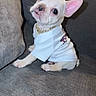 dog, french_bulldog, puppy, cream_colored, sitting, couch, white_shirt, gold_chain, pink_ears, big_ears, dark_eyes, pet, indoors, portrait, cute, fashionable, collar, furniture, closeup, companion_animal