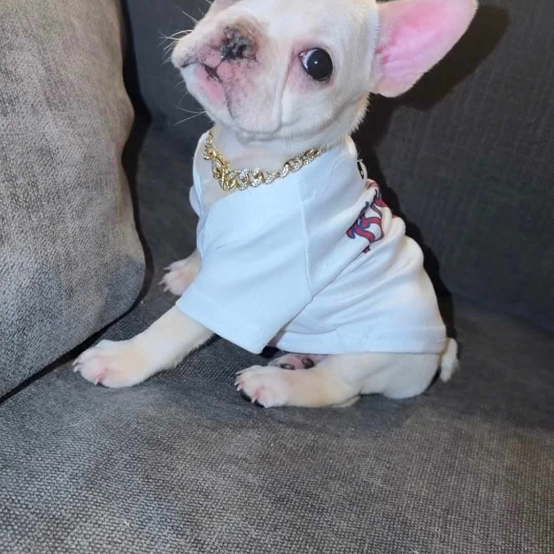 Gucci is registered to the contest to win money with this photo: dog, french_bulldog, puppy, cream_colored, sitting, couch, white_shirt, gold_chain, pink_ears, big_ears, dark_eyes, pet, indoors, portrait, cute, fashionable, collar, furniture, closeup, companion_animal