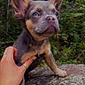 Chanel is registered to the contest to win money with this photo: dog, puppy, french_bulldog, animal, pet, portrait, outdoors, forest, woodland, nature, rock, moss, standing, short_snout, large_ears, brown_fur, gray_fur, blue_eyes, human_hand, close_up