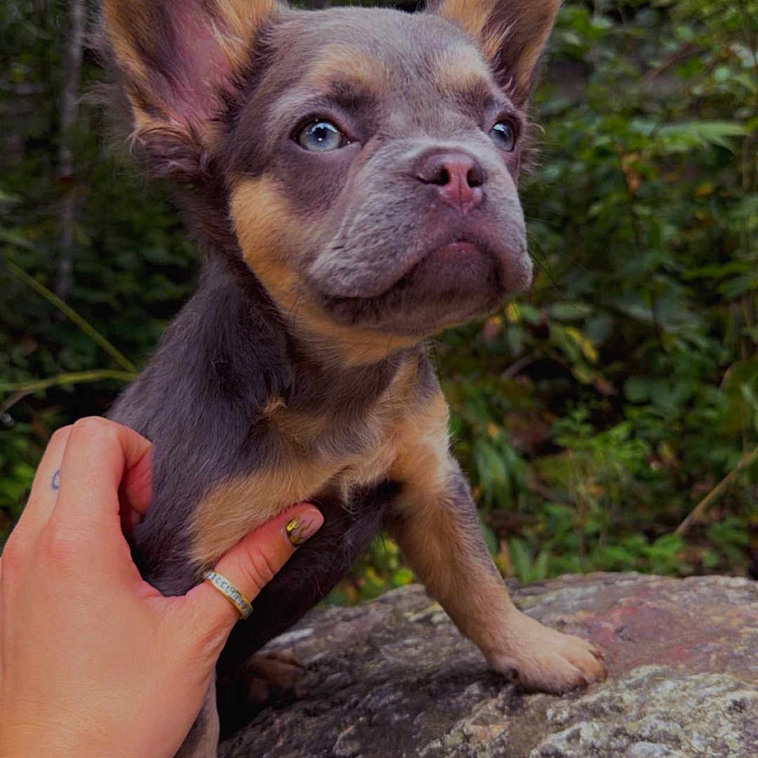 Chanel is registered to the contest to win money with this photo: dog, puppy, french_bulldog, animal, pet, portrait, outdoors, forest, woodland, nature, rock, moss, standing, short_snout, large_ears, brown_fur, gray_fur, blue_eyes, human_hand, close_up