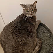 Raoul a rejoint le concours — aidez-le/la à gagner de superbes lots ! cat, gray_cat, pet, feline, animal, fur, whiskers, curled_up, cat_bed, indoor, looking_back, tail, ears, cute, domestic_animal, resting, close_up, soft_fur, mammal, companion