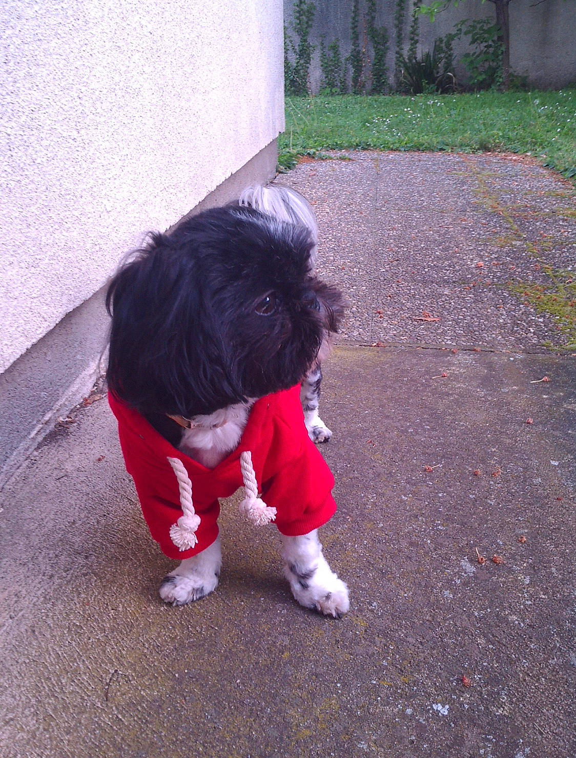 Garou participe au concours pour gagner de l'argent avec cette photo : child, play, toddler, walking