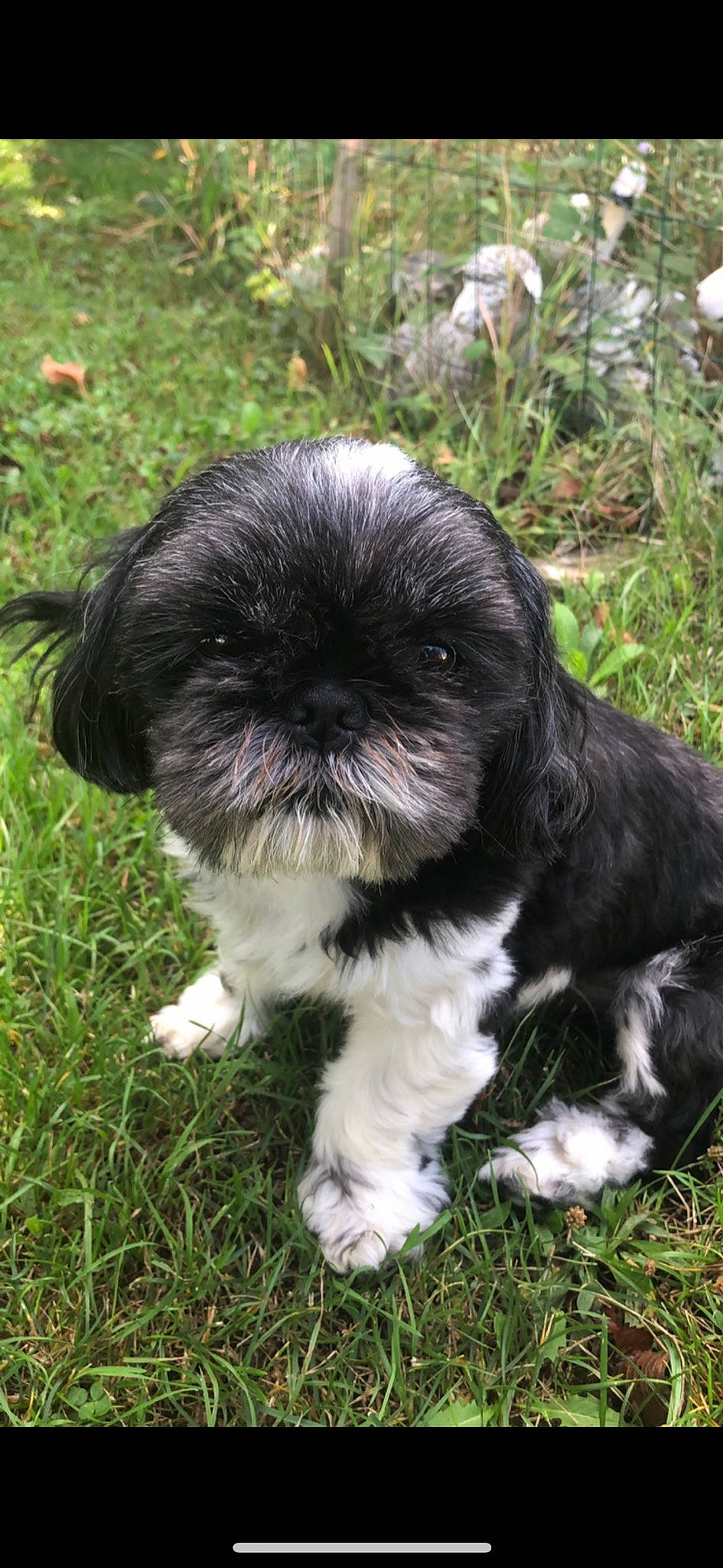 Garou a rejoint le concours — aidez-le/la à gagner de superbes lots ! affenpinscher, canidae, cao_da_serra_de_aires, carnivore, chinese_imperial_dog, companion_dog, dog, dog_breed, kyi_leo, lhasa_apso, lowchen, mammal, non_sporting_group, puppy, schapendoes, shih_poo, shih_tzu, sporting_group, tibetan_terrier, vertebrate