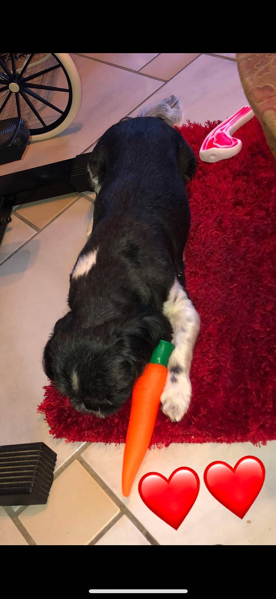 Garou a rejoint le concours — aidez-le/la à gagner de superbes lots ! canidae, carnivore, dog, dog_breed, dog_toy, miniature_schnauzer, puppy, schnauzer, sporting_group, tail