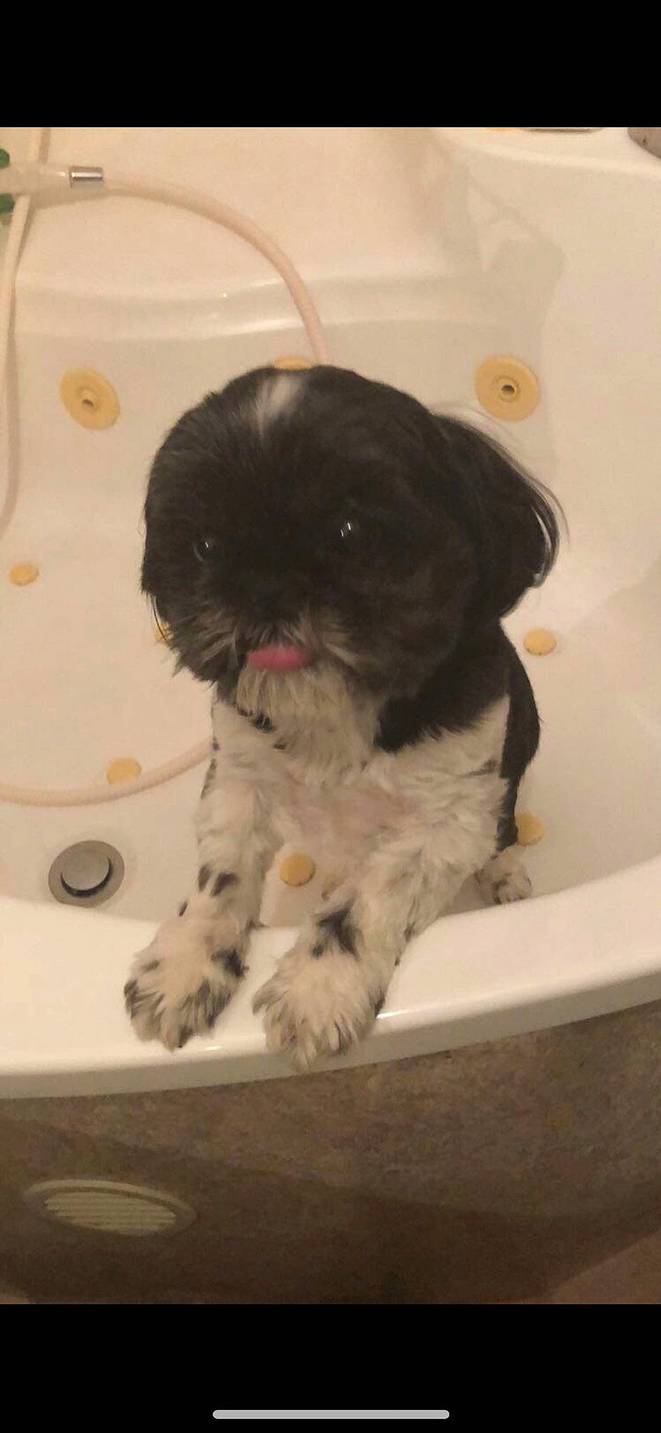 Garou a rejoint le concours — aidez-le/la à gagner de superbes lots ! canidae, carnivore, cavapoo, chinese_imperial_dog, companion_dog, dog, dog_breed, kyi_leo, mal_shi, mammal, pekapoo, poodle_crossbreed, puppy, rare_breed_dog, shih_poo, shih_tzu, snout, sporting_group, toy_dog, vertebrate