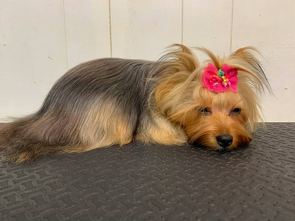 Remington joined the competition — help win amazing prizes! biewer_terrier, canidae, carnivore, companion_dog, dog, dog_breed, dog_supply, fawn, fur, liver, paw, small_terrier, snout, sporting_group, terrier, toy_dog, water_dog, working_animal, yorkipoo, yorkshire_terrier