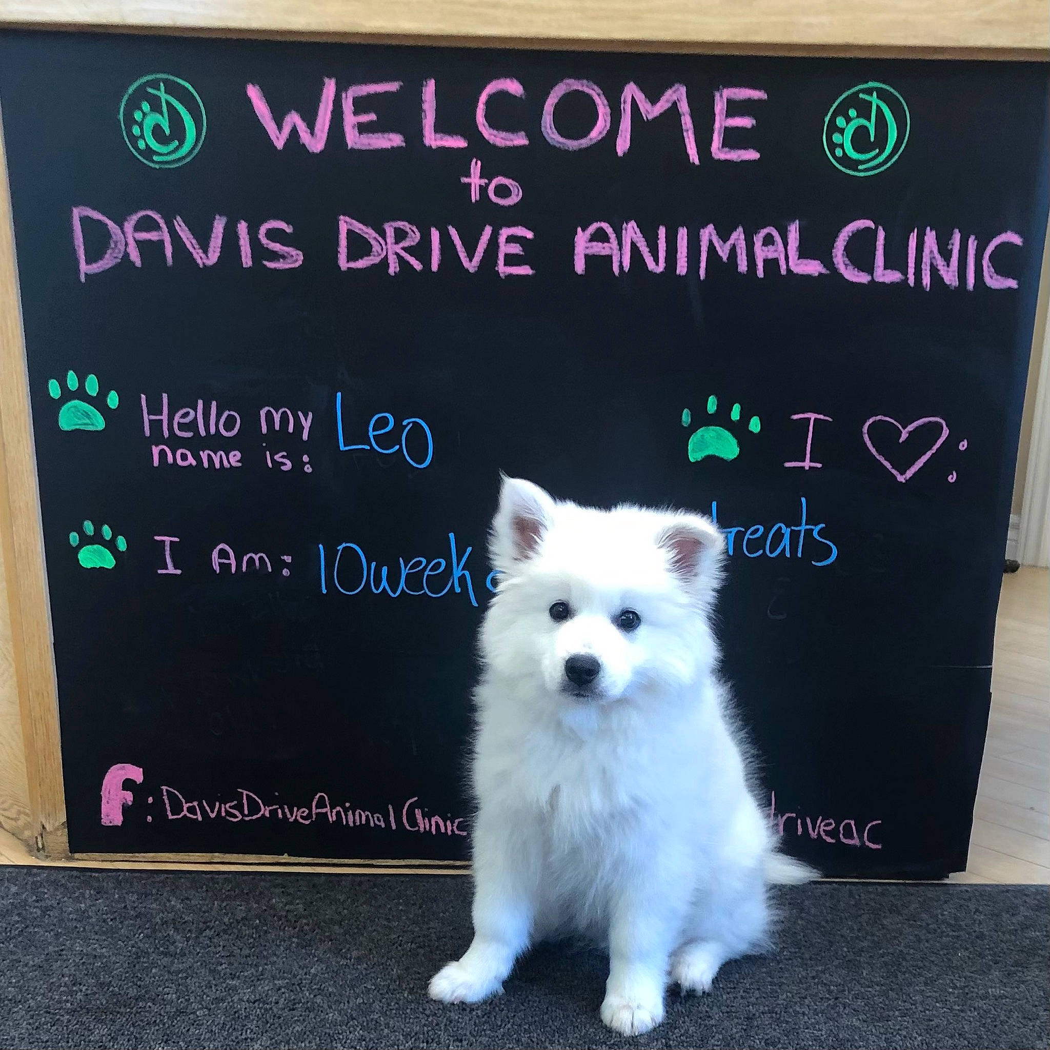 Leo joined the competition — help win amazing prizes! advertising, american_eskimo_dog, billboard, canidae, carnivore, companion_dog, dog, dog_breed, font, fur, handwriting, happy, photo_caption, picture_frame, poster, rectangle, snout, sporting_group, tail, whiskers