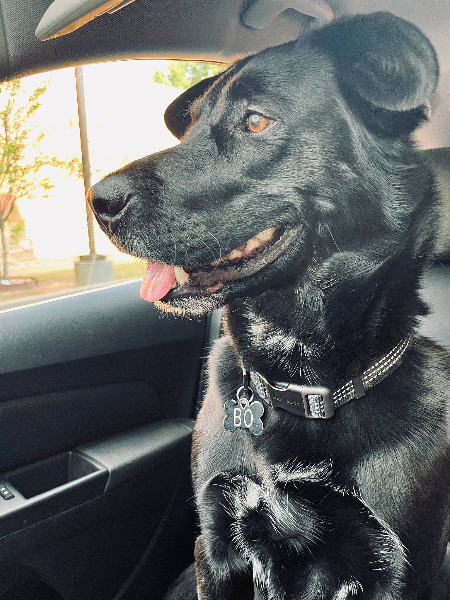 Boseph is registered to the contest to win money with this photo: automotive_mirror, car, carnivore, collar, companion_dog, dog, dog_breed, dog_collar, eye, fur, leash, plant, snout, sporting_group, vehicle, vehicle_door, whiskers, window, windshield, working_animal