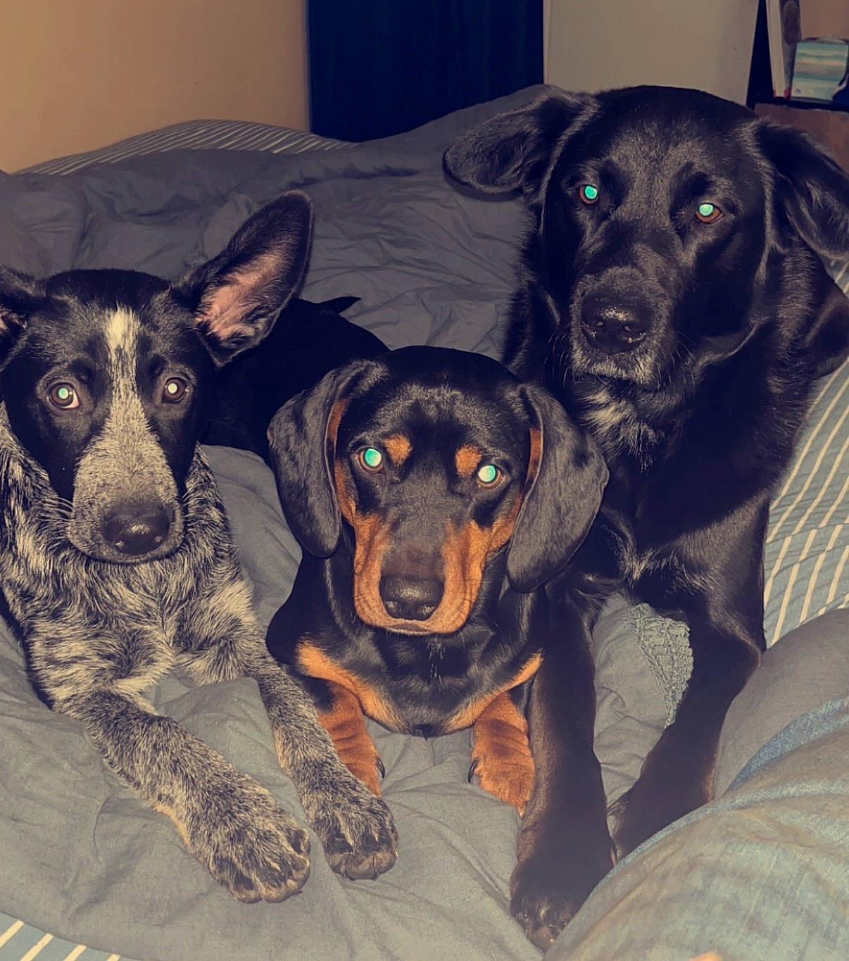 Oscar is registered to the contest to win money with this photo: canidae, carnivore, comfort, companion_dog, dog, dog_breed, event, fur, gun_dog, happy, hunting_dog, liver, metal, snout, sporting_group, working_animal, working_dog