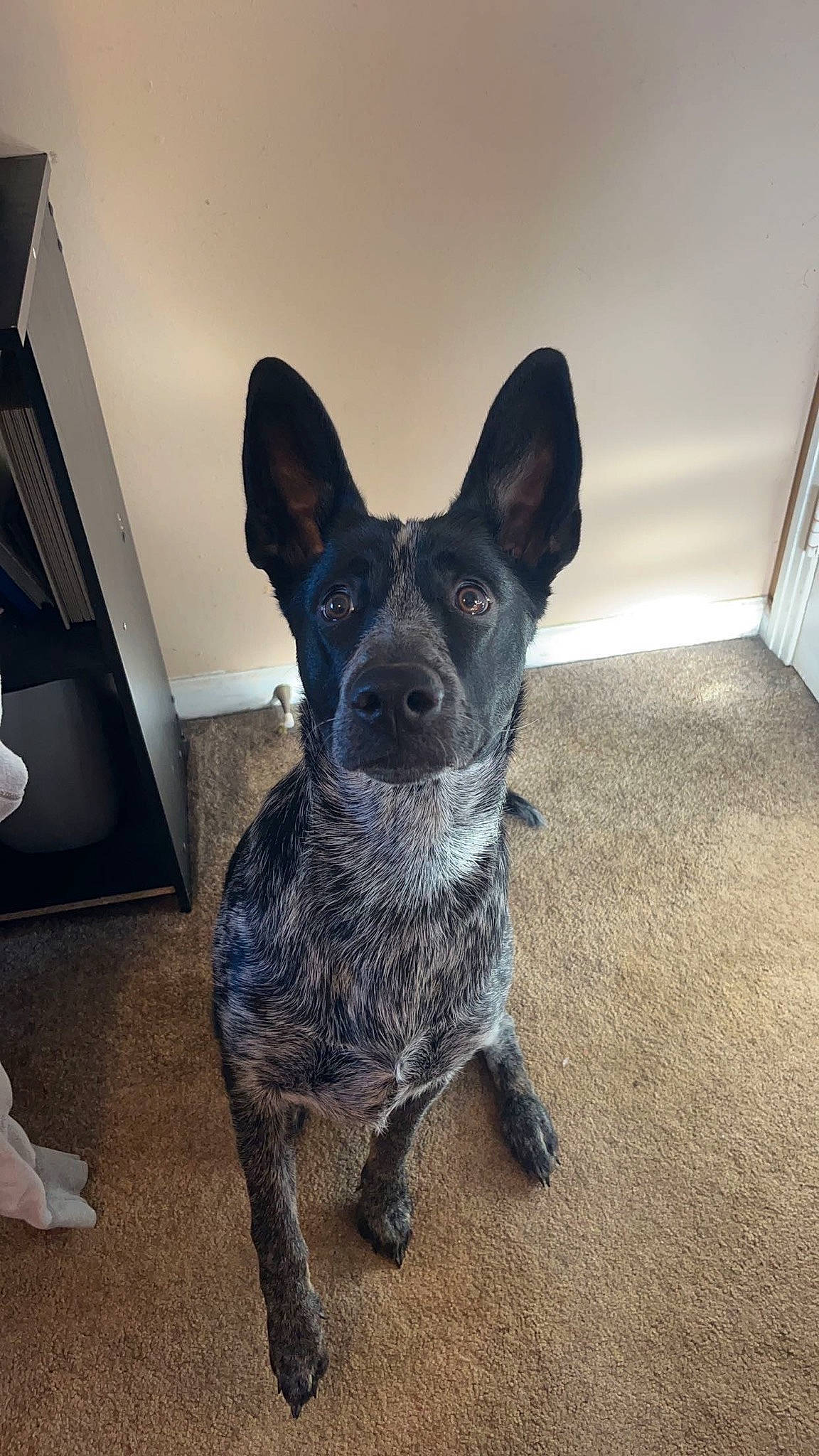 Sadie Mae joined the competition — help win amazing prizes! australian_cattle_dog, australian_stumpy_tail_cattle_dog, carnivore, collar, companion_dog, dog, dog_breed, dog_collar, fawn, flooring, fur, guard_dog, herding_dog, lamp, paw, snout, tail, whiskers, working_animal, working_dog