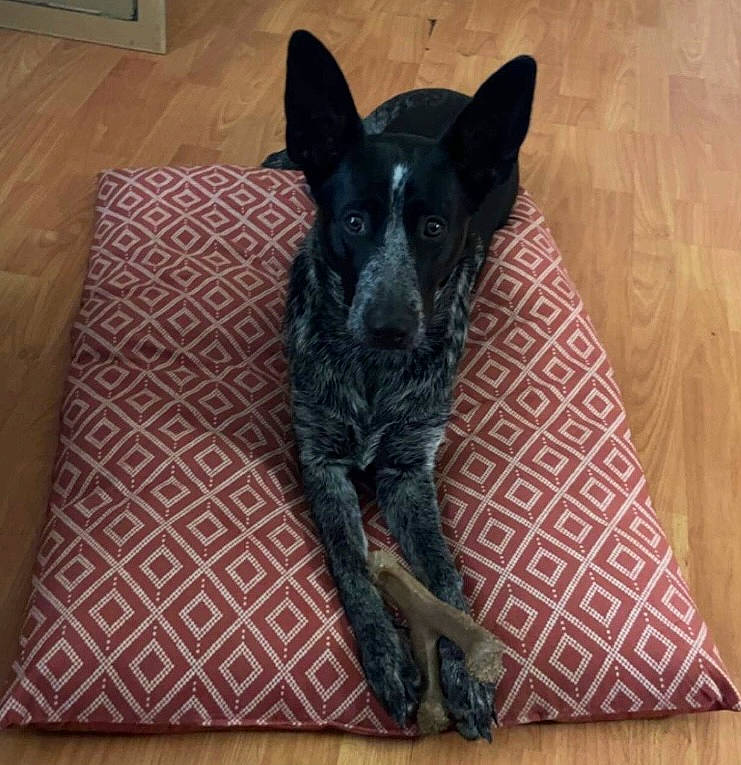 Sadie Mae joined the competition — help win amazing prizes! canidae, carnivore, comfort, companion_dog, dog, dog_breed, fawn, felidae, flooring, fur, hardwood, pattern, small_to_medium_sized_cats, snout, sporting_group, tail, terrestrial_animal, whiskers, wood, working_animal