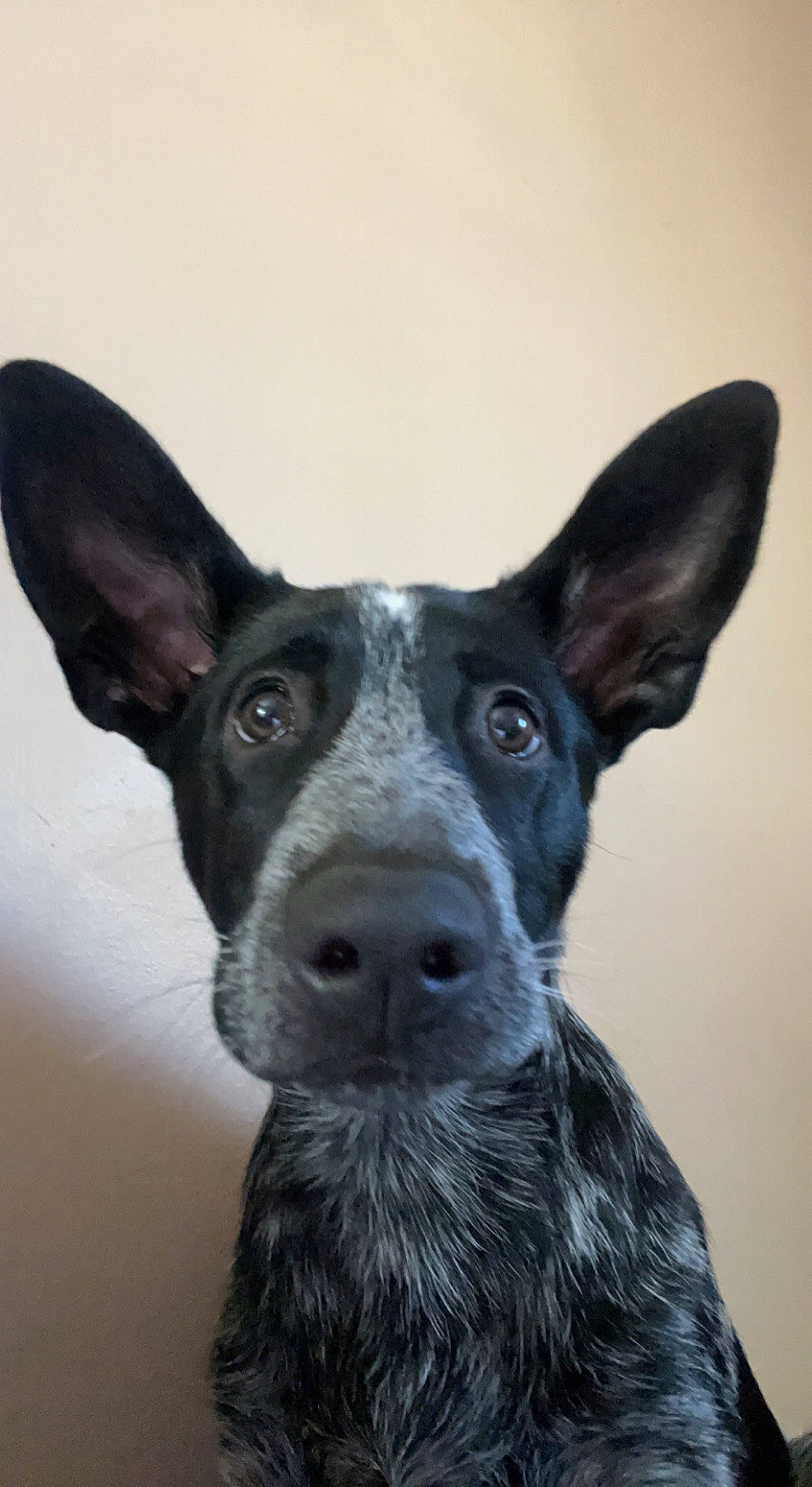 Sadie Mae joined the competition — help win amazing prizes! canidae, carnivore, companion_dog, dog, dog_breed, ear, fawn, fur, head, non_sporting_group, sporting_group, terrestrial_animal, whiskers, working_animal