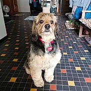 Kina participe au concours pour gagner de l'argent avec cette photo : dog, pet, indoor, floor, collar, tile_floor, brown, black, white, fur, sitting, animal, home, staircase, furniture, blanket, clothing, door, fan, cozy