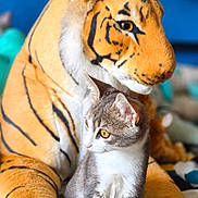 Riviera participe au concours pour gagner de l'argent avec cette photo : kitten, cat, plush_toy, tiger, stuffed_animal, indoor, pet, animal, gray_cat, white_cat, cute, feline, soft_toy, bed, colorful, young_cat, looking_away, curious, cozy, domestic_animal