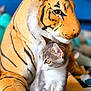 kitten, cat, plush_toy, tiger, stuffed_animal, indoor, pet, animal, gray_cat, white_cat, cute, feline, soft_toy, bed, colorful, young_cat, looking_away, curious, cozy, domestic_animal