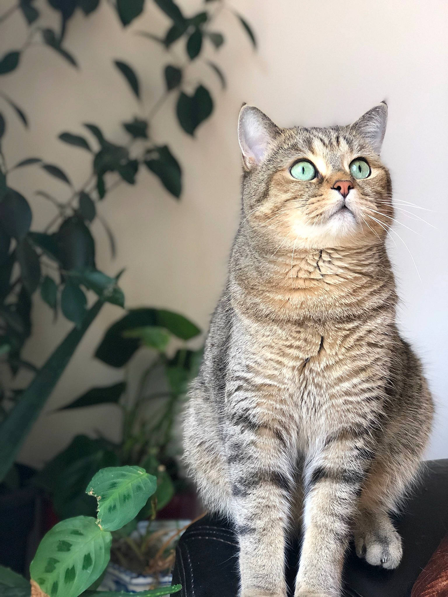 Marvin a rejoint le concours — aidez-le/la à gagner de superbes lots ! aegean_cat, american_bobtail, american_shorthair, american_wirehair, asian, australian_mist, british_semi_longhair, british_shorthair, california_spangled, carnivore, cat, domestic_short_haired_cat, dragon_li, european_shorthair, felidae, mammal, small_to_medium_sized_cats, tabby_cat, vertebrate, whiskers