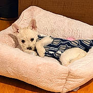 Nilla joined the competition — help win amazing prizes! dog, puppy, bed, blanket, sleeping, cute, indoor, wooden_floor, furniture, pet, small_dog, cozy, fur, animal, wearing_clothes, resting, adorable, domestic_animal, canine, comfort