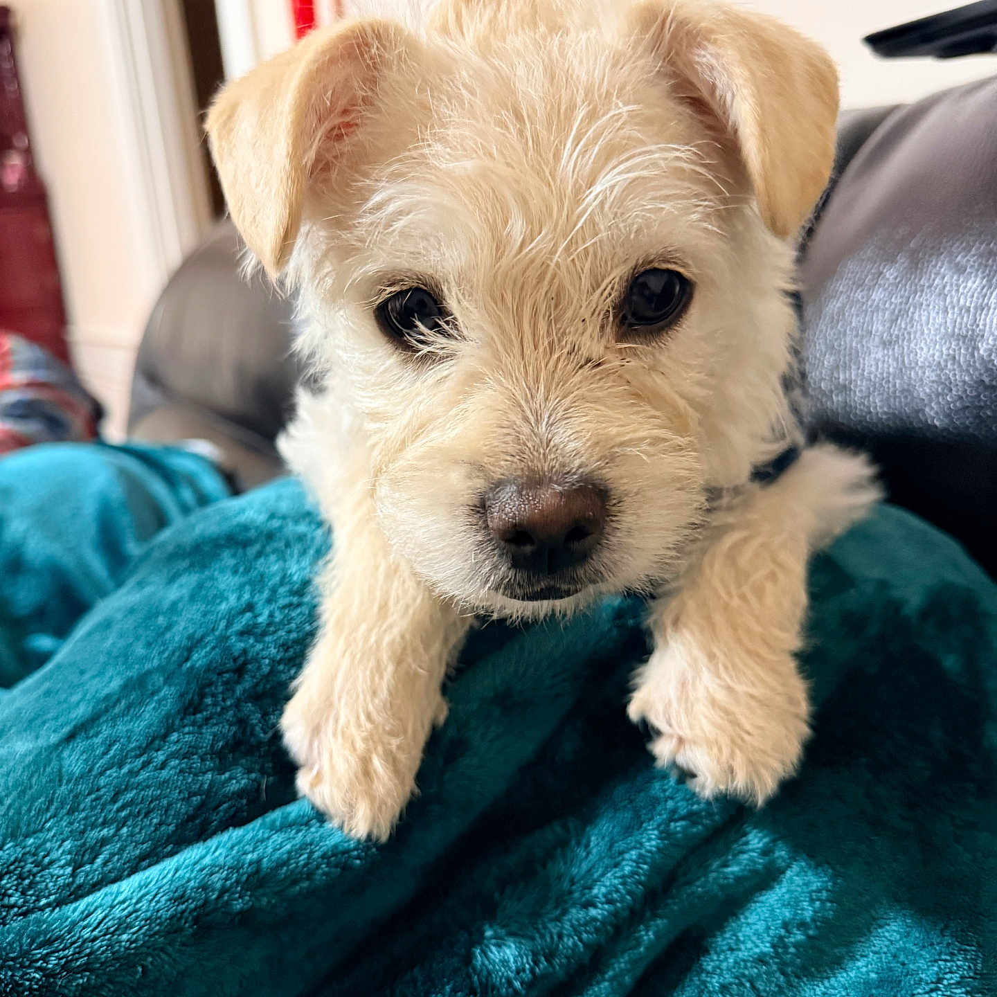Nilla