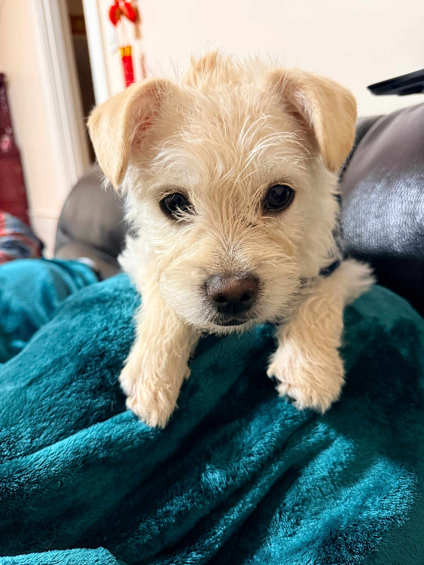 Nilla is registered to the contest to win money with this photo: puppy, dog, pet, fluffy, blanket, teal, indoor, cozy, cute, fur, animal, resting, closeup, adorable, face, ears, black_nose, soft_texture, home, curious